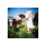 Lomography 120 ISO 100 - Color Negative