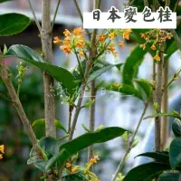 在飛比找蝦皮購物優惠-｜綠植日記｜日本變色桂/會變色/四季桂/6吋