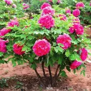 Tree Peony Seeds - Paeonia suffruticosa Hardy Perennial Flower 50Pcs