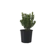 200mm Correa Glabra