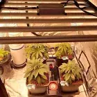 PHLIZON 1000W LED Grow Light lamp Full Spectrum for Indoor Grow Tent Flowering