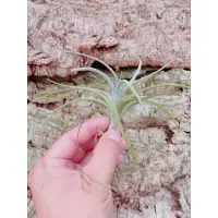 在飛比找蝦皮購物優惠-空鳳 亞伯緹娜x紫羅蘭 Tillandsia alberti