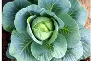 CABBAGE 'MINI' seeds