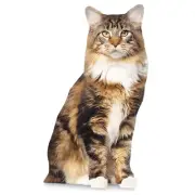 Photo-Realistic Main Coon Cat Stand-Ups, 17" H