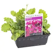 Primula Ruby Lace Punnet - Primula malacoides
