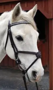 Nunn Finer Figure-8 Bridle