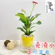 【小品文化】紅花麒麟【現貨】3吋山形盆 懶人盆栽 免澆水盆栽 水培 簡單種植 觀葉植物 室內植物 自動吸水 花盆