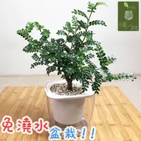 在飛比找蝦皮商城優惠-【現貨】【小品文化】胡椒木 4吋透明免澆水盆栽 加水更方便 