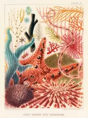 12802.Poster print.Room Wall design.1893 Great Barrier Australian Reef.Star Fish