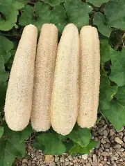 YEMTAL Natural Loofah Sponges Organic Luffa Bath Shower Sponge Exfoliating Bo...