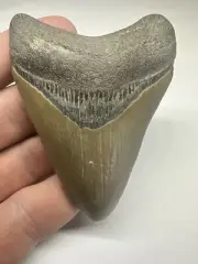 Megalodon Shark Tooth Bone Valley