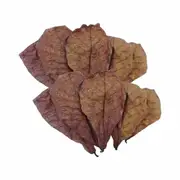 50x Large Indian Almond Catappa Ketapang Leaf Leaves Aquarium Betta Fish Shrimp