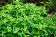 Buy Oregano Herb Plants - Origanum vulgare