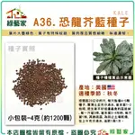 【綠藝家】A36.恐龍芥藍種子4克(約1200顆)產地美國 秋冬 葉片大墨綠色 葉肉厚且質感細嫩