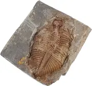 YOSADIER Ancient Trilobite for Education Real Collection Enthusiasts Unique Desktop Decoration Science Teaching Tool