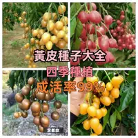 在飛比找蝦皮購物優惠-【黃皮種子】黃皮果種子 雞心果種子 無核黃皮果 30天內新採