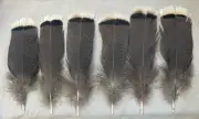 12 Grade #1 Merriam’s Wild Turkey Pre-Tail Skirt Feathers