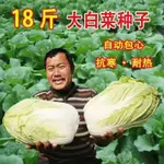 種子/十八斤白菜王種子 種籽山東大白菜高產早熟大白菜種子 種籽秋天冬季蔬菜種子 種籽SJT/種籽