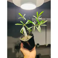 在飛比找蝦皮購物優惠-【高木の森】🅑🅞🅣🅐🅝🅘🅒-馬可麒麟Euphorbia ma