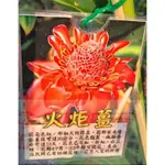 樹苗-花苗-火炬薑 6吋盆高50-60CCM喜歡陽光充足的環境【花田厝】M(無法超取)