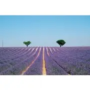 Save 10.01%! GUIDED TOUR: Lavender fields, the Gorges du Verdon