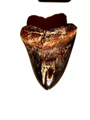 BEAUTIFUL 4 INCH SHARK TOOTH WITH A UNIQUE BLADE