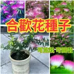 🔥合歡花種子🔥精選合歡花種子 陽台庭院盆栽種植 金合歡 銀合歡 紅合歡 絨花樹種子 四季易種植花卉種籽