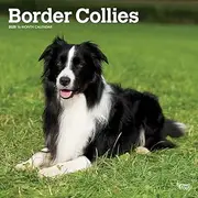 Border Collies | 2025 12 x 24 Inch Monthly Square Wall Calendar | Plastic-Free | BrownTrout | Animals Dog Breeds
