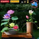 20 Lotus Flower Seeds Water Bonsai Flower Plant Mixed Nymphaea seeds FROM Sydney