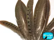 10 Pieces - 4-6" NATURAL Ringneck Pheasant Tail Feathers