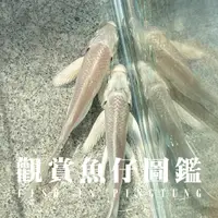 在飛比找蝦皮購物優惠-50魚-幼魚舖：白金蝴蝶龍鯉區參觀門票 另有黑龍鯉區、和黃金