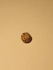 Hand Picked Jamaican Sea Shell - Turbo Castanea 'Chestnut Turban' Shell