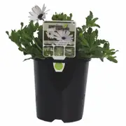 140mm Prostrate White - Osteospermum ecklonis