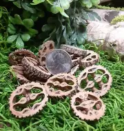 50 Miniature Black Walnut Shell Slices/Buttons - Great for jewelry and crafts!