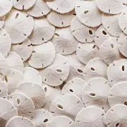 Sand Dollars 50pcs - Under 1" Inch - Small Natural White Sand Dollar - Sea Sh...