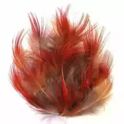 Natural Red Rump Golden Pheasant Plumage x 10pcs
