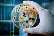 EZ 25g Nutrient Agar kit make 2 Liter or 50 Petri dishes Science Fair all u need