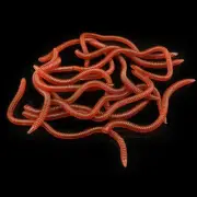 Enhanced Visual Effect Earthworm Lure Pack of 20 Soft Bait 8cm and 10cm Sizes