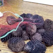 2022 Crop! Black Walnuts in Shell –1 pound walnuts Holidays! BL