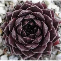 在飛比找PChome商店街優惠-ⓒSempervivum Gabrielle種子(10顆裝)