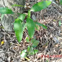 在飛比找蝦皮購物優惠-小紅瓦屋.土芒果青芒果情人果芒果苗（樹苗種子）