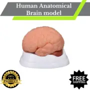 Human Anatomical Brain model