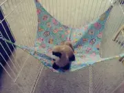Ferret Large Hammock - Colorful Easter Eggs Pattern - 15" x 16"