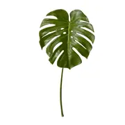 [Sleeping Giant] Monstera Leaf Green - 60cm