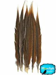 50 Pieces - 20-25" Natural Golden Pheasant Tail Wholesale Feathers (bulk)