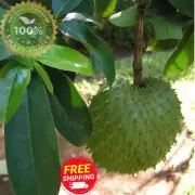 Pure Organic Dried Soursop Leaves-Grade A quality 200 leaves