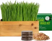 Elegant Cat Grass Kit in Rustic Wood Planter - Nourish & Decorate Your Home