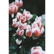 Lomography 110 ISO 400 - Sun-Kissed LomoChrome Color '92