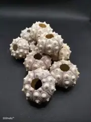 10 pack sputnik sea urchins. Air plant art crafts collectable sea shell