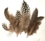 Spotted Guinea Hen Feathers 1-4" Body Plumage Natural color 1/4 oz bag